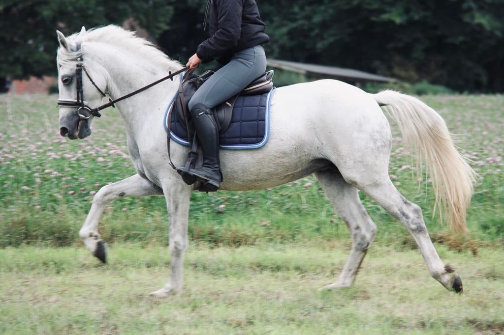 6-jarige connemara D-pony merrie, Dieren en Toebehoren, Merrie, 3 tot 6 jaar, Recreatiepony, D pony (1.37m tot 1.48m)