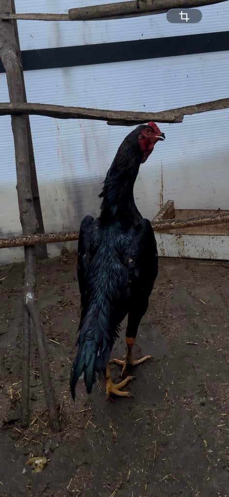 Grote German o shamo haan 93 cm, Dieren en Toebehoren, Pluimvee, Mannelijk, Kip