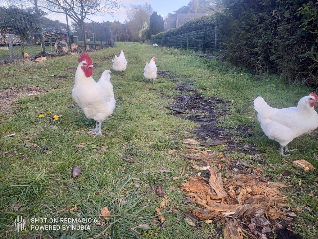 Écloseries de Poule de Bresse.