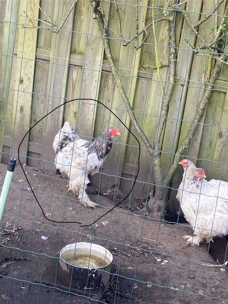 Hanen, Mâle, Poule ou poulet