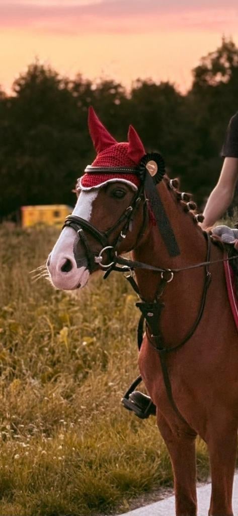 Mooie B pony, Dieren en Toebehoren, Pony's, Merrie, B