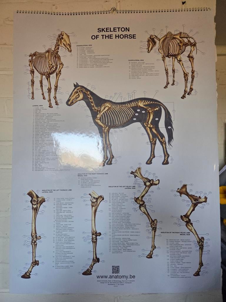 Posters anatomie van het paard, Ophalen