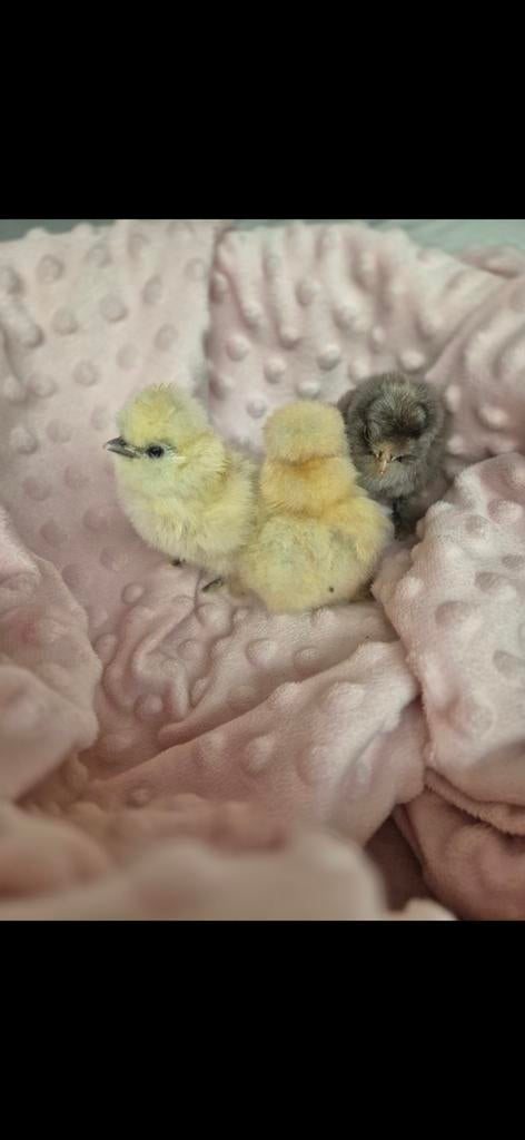 🐣Broedeitjes te koop - USA Zijdehoen, Dieren en Toebehoren