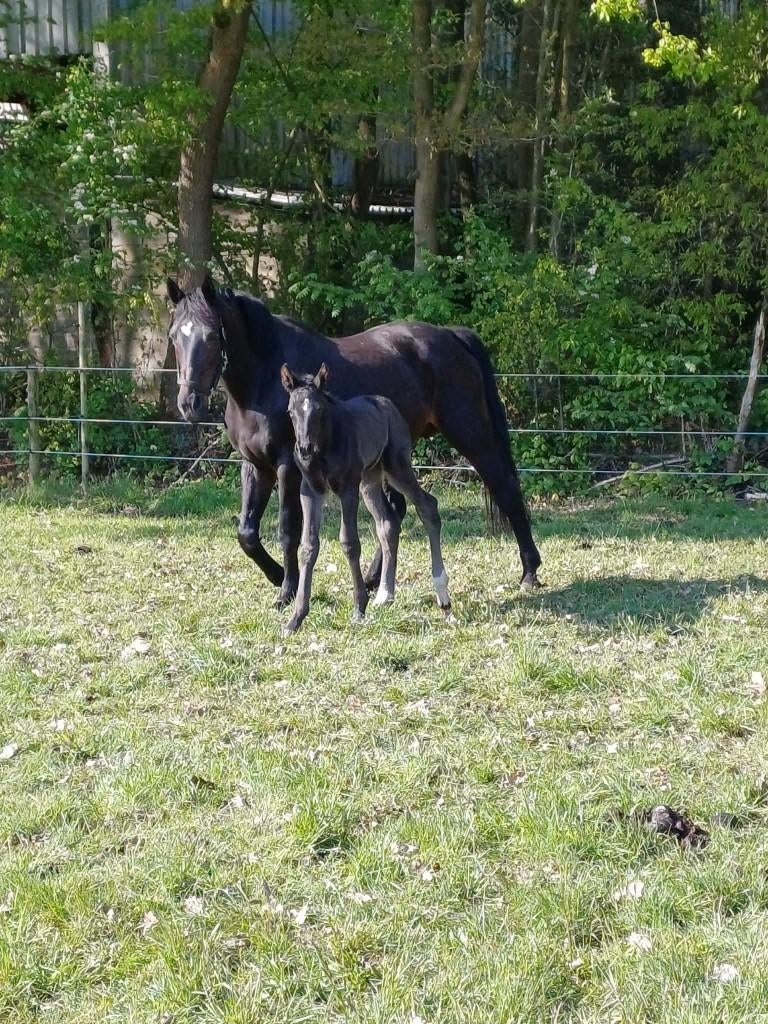 Darco fokmerrie, Animaux & Accessoires, Chevaux, Jument, Ne s'applique pas, 11 ans ou plus, Cheval de saut, Avec pedigree, Avec puce électronique