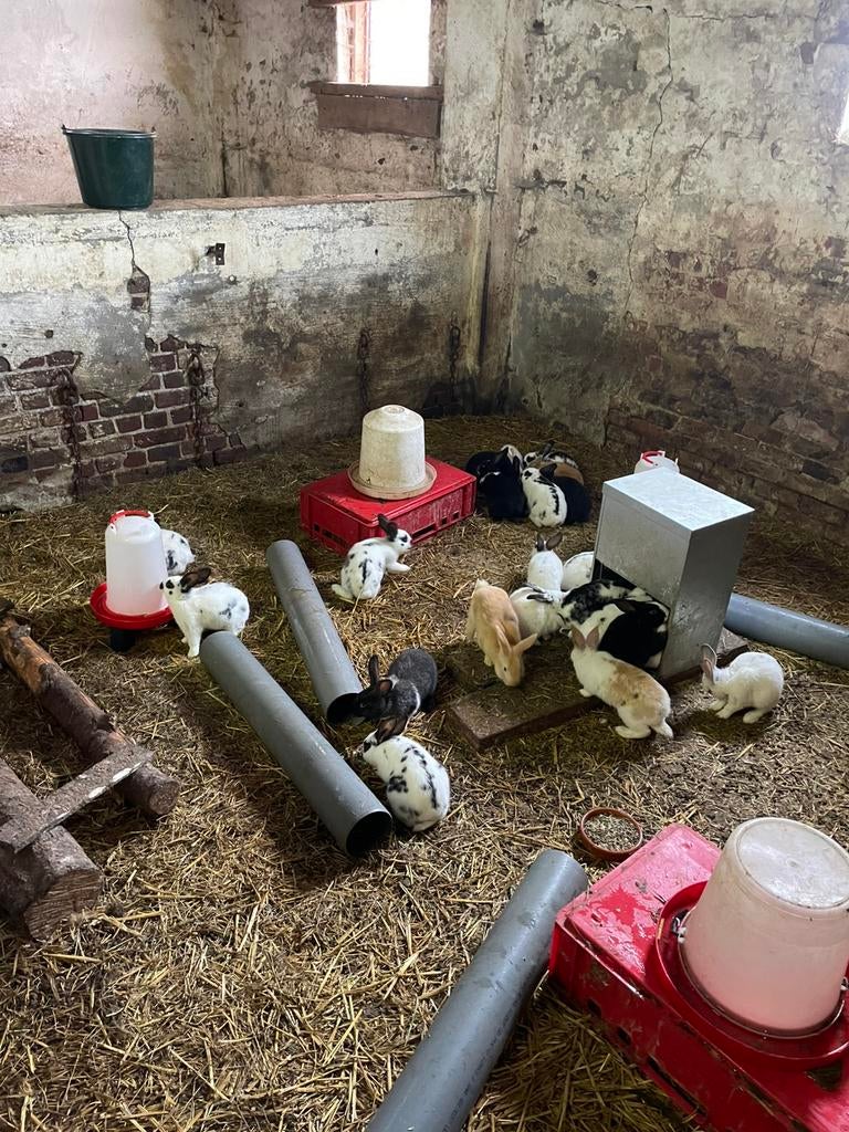 Jonge vleeskonijnen, Dieren en Toebehoren, Konijnen, Meerdere dieren, Groot, 0 tot 2 jaar