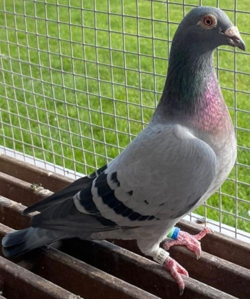 Postduif Direct Marcel Sangers, Dieren en Toebehoren, Vogels | Duiven, Postduif, Vrouwelijk