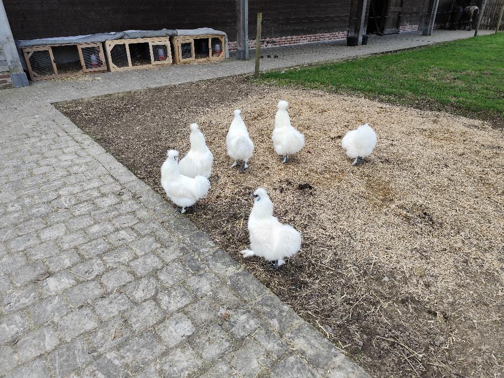 dieren, Dieren en Toebehoren, Mannelijk, Tam