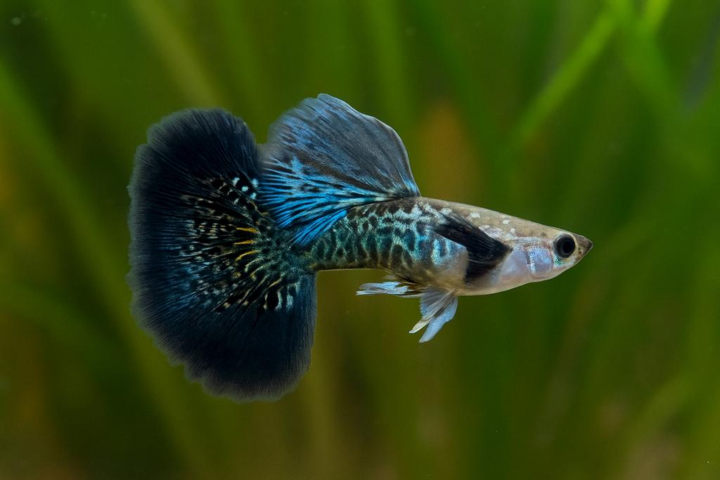 Green Dragon guppen, Dieren en Toebehoren, Vissen | Aquariumvissen, Zoetwatervis, Vis