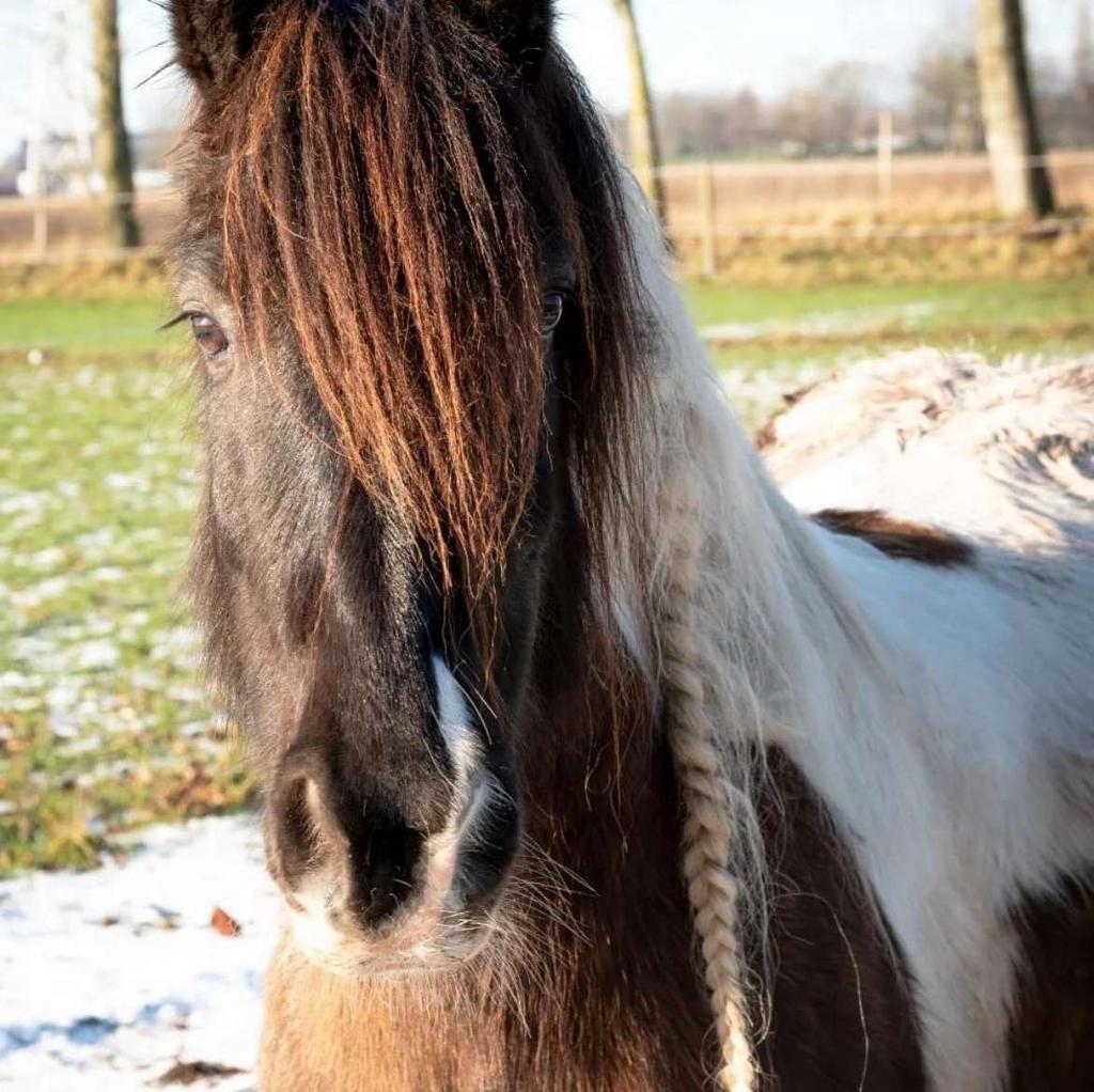 verzorgpaard, Animaux & Accessoires, Chevaux, Hongre, Débourré, Moins de 160 cm, 11 ans ou plus, Cheval de récréation, Avec pedigree