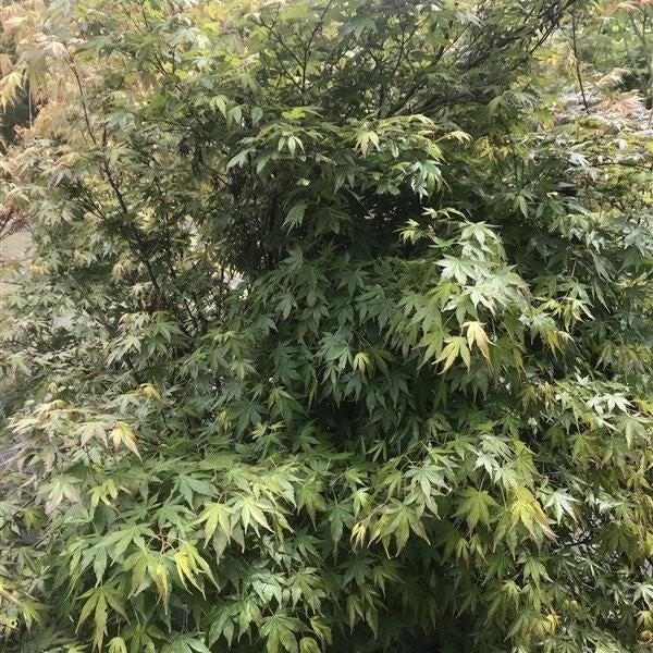 Acer palmatum, Tuin en Terras, Planten | Bomen, Halfschaduw, Ophalen