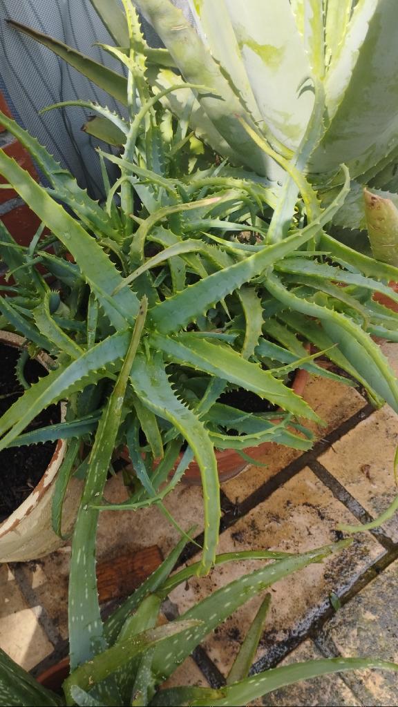 Aloe Vera, Enlèvement, En pot