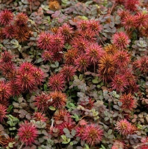 Acaena, Agapanthus, Ajuga, Jardin & Terrasse, Enlèvement ou Envoi, Plante fixe