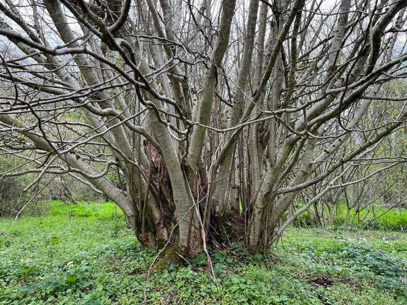 Bois de chauffage à couper sur pieds buches à récolter etc, Enlèvement, Utilisé