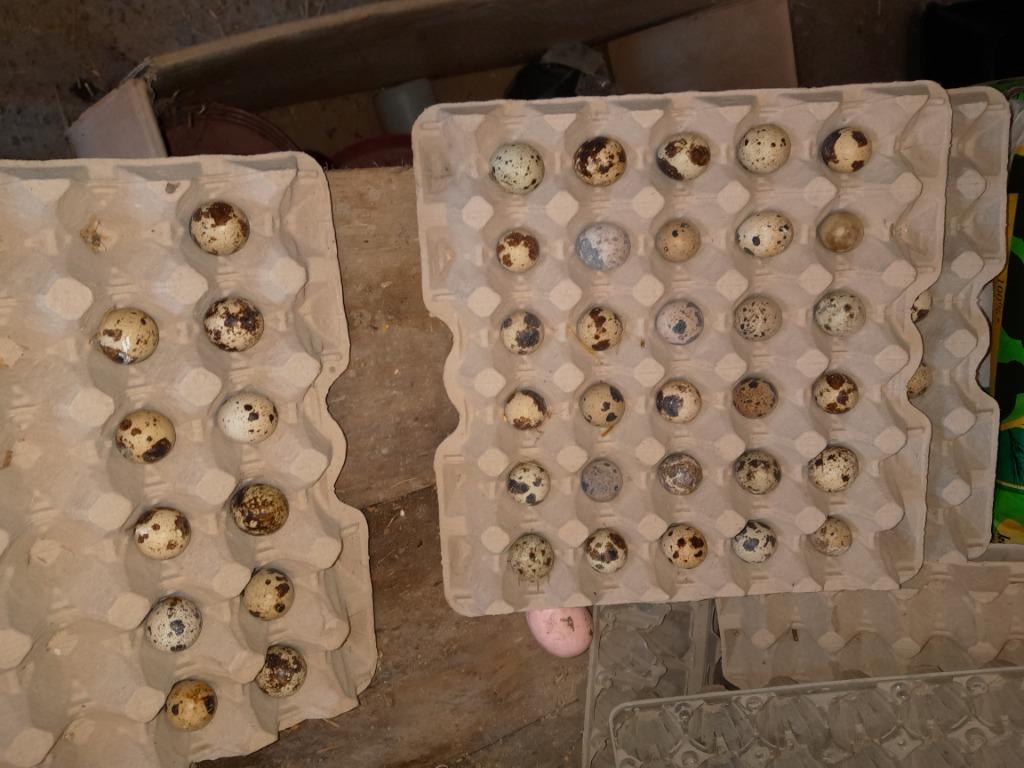 Broedeieren Japanse kwartels