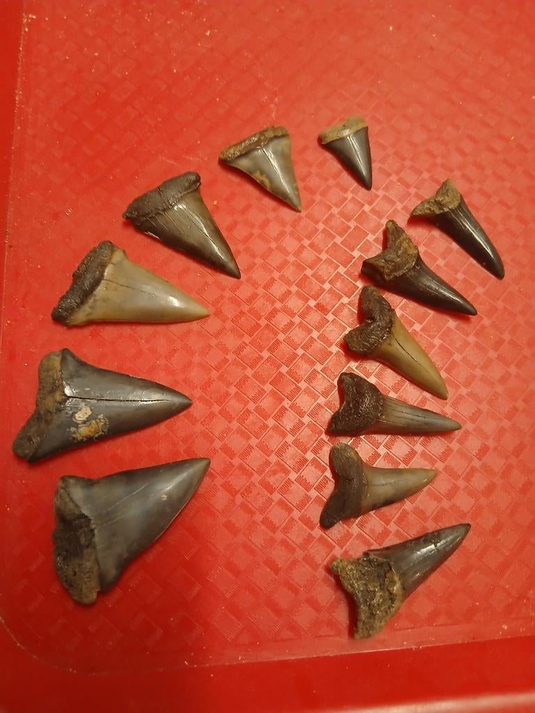 Haaientanden kruibeke, Ophalen of Verzenden