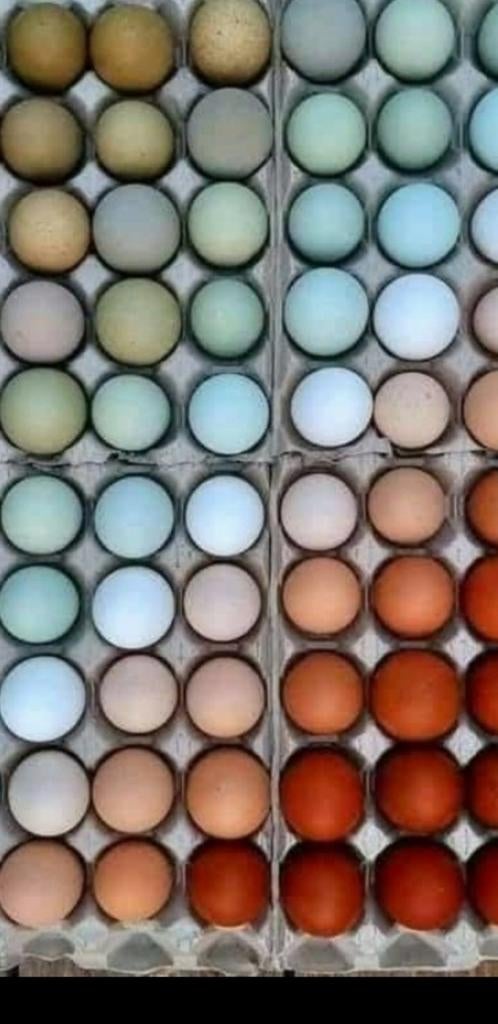 Broedeieren Cream Legbar