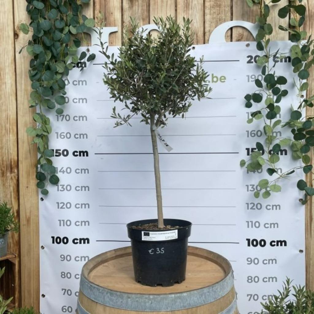 olijfboompje, Jardin & Terrasse, Plantes | Jardin, Couvre-sol, Enlèvement ou Envoi