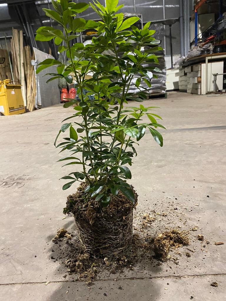 Choisya ternata, Hagen en Sierheesters