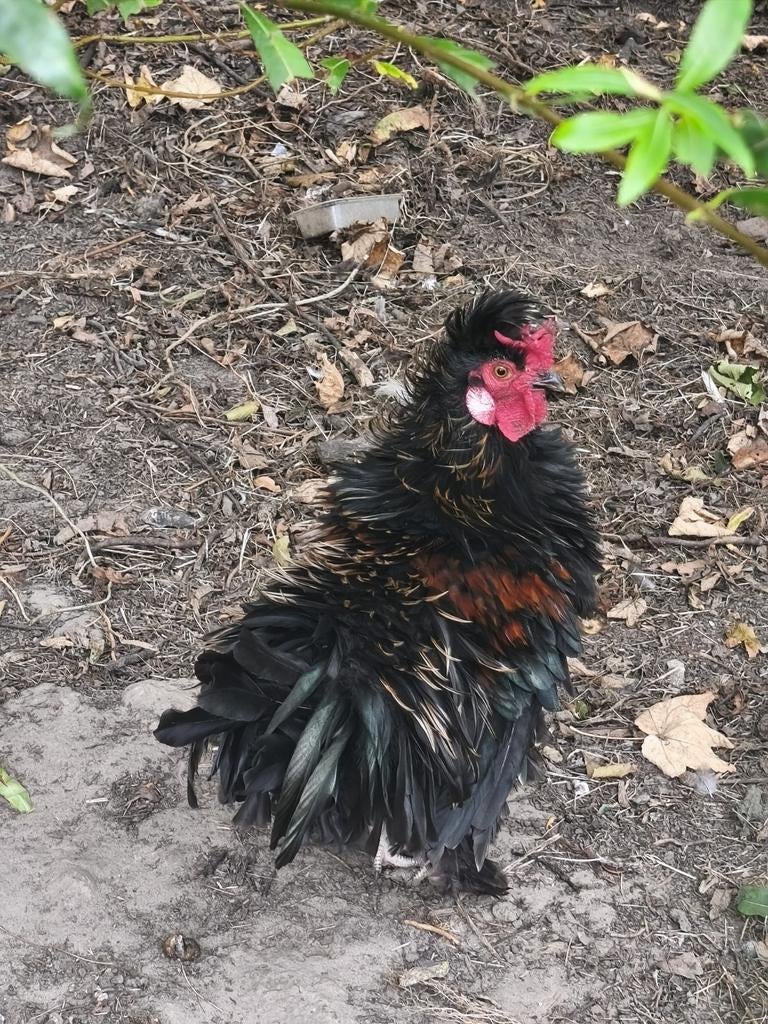 Source de curling Sierhaan, Animaux & Accessoires, Mâle, Poule ou poulet