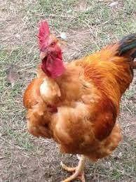 poussins d'un jour counu 100% coqs pour 5 mai, Animaux & Accessoires, Mâle, Poule ou poulet