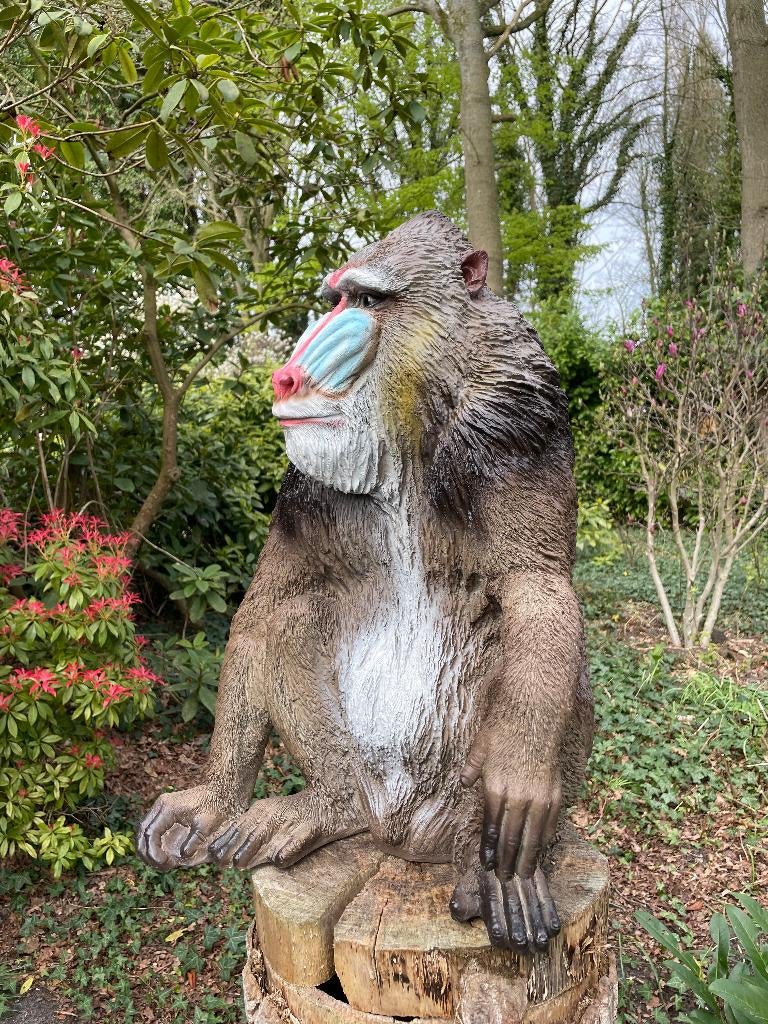 Statue de singe babouin Mandril pour jardin, zoo, 66 cm, Jardin & Terrasse, Statues de jardin, Neuf, Animal, Synthétique, Enlèvement