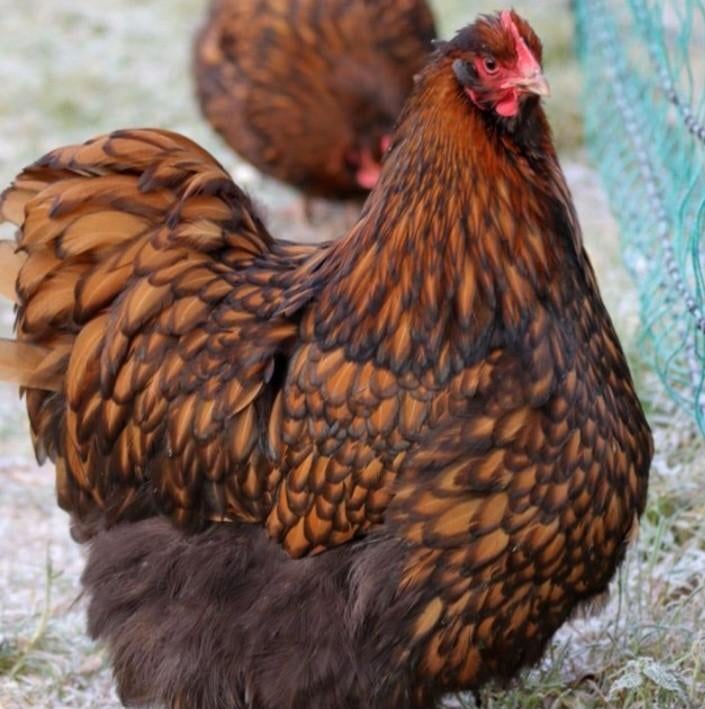Orpington Goud Zwartgezoomd broedeieren., Dieren en Toebehoren, Geslacht onbekend, Kip