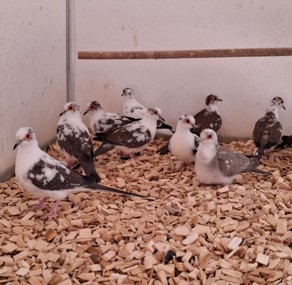 Jonge bonte diamant duiven., Dieren en Toebehoren