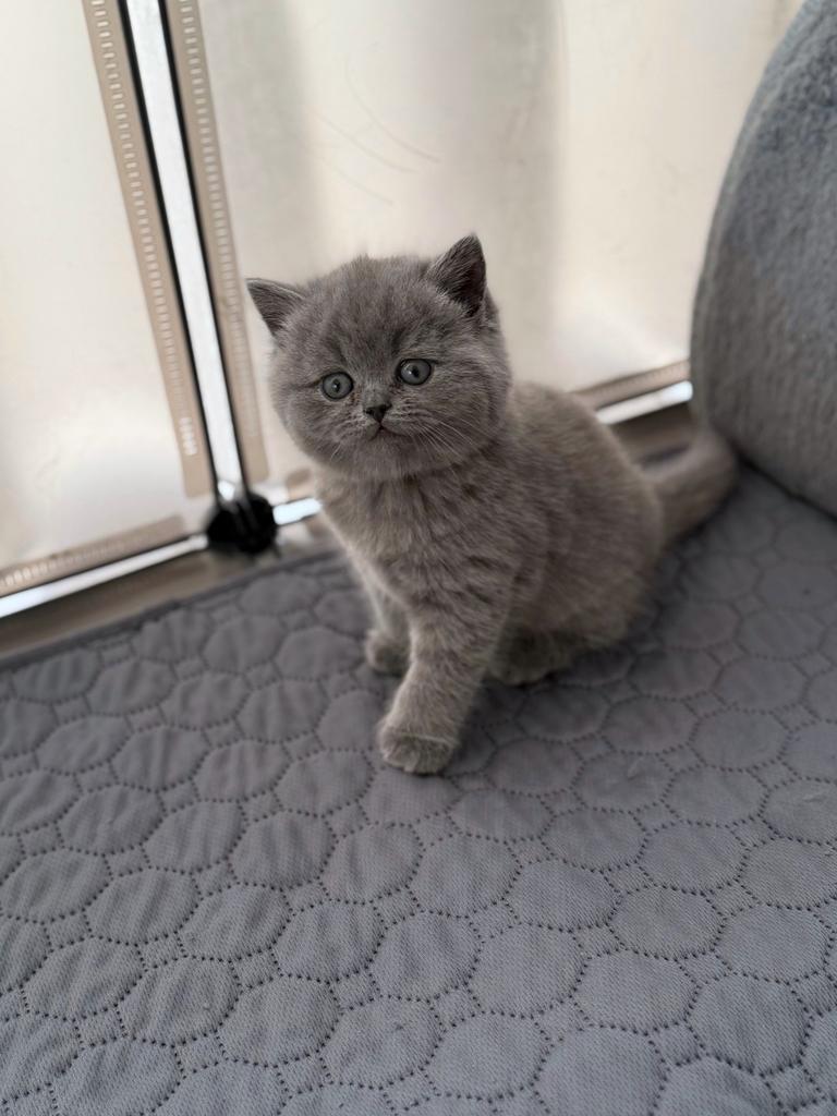 Britse korthaar kittens te koop, Plusieurs animaux, Vermifugé, 0 à 2 ans