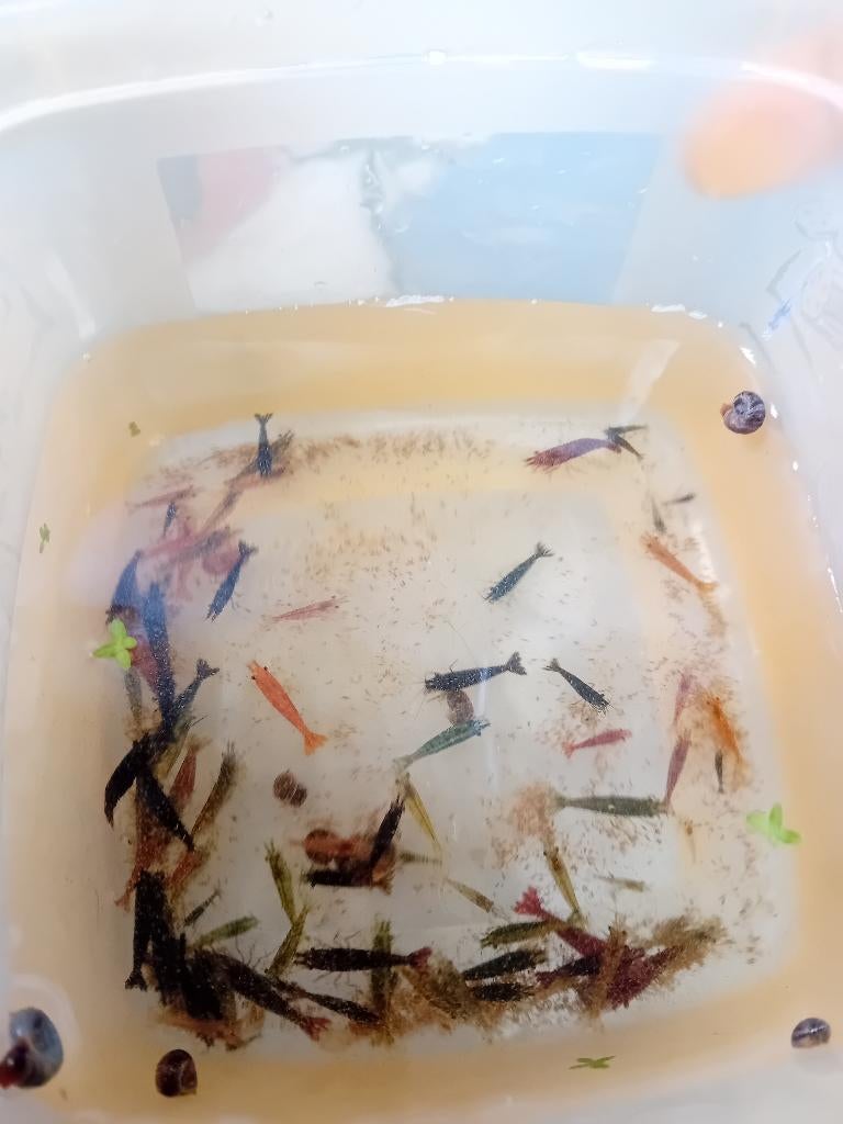 Garnalen mix, Dieren en Toebehoren, Vissen | Aquariumvissen, Kreeft, Krab of Garnaal, Zoetwatervis