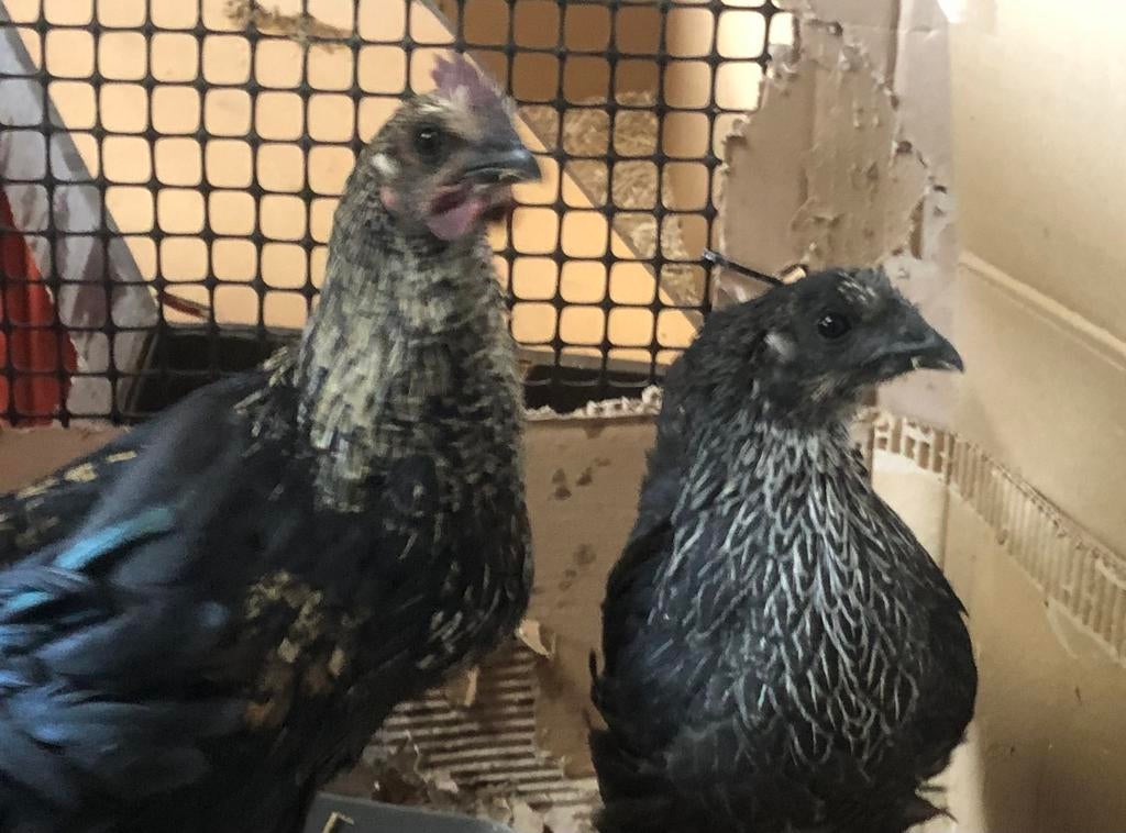 Haantjes 9 weken af te halen Peer of Hasselt, Dieren en Toebehoren, Pluimvee, Mannelijk, Kip