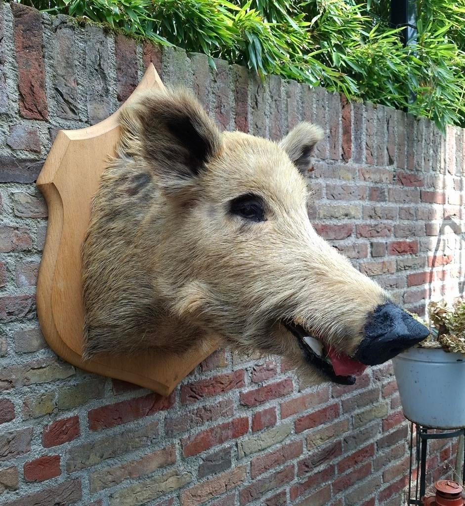 Opgezette kop zwijn taxidermie schedel jacht hert gewei, Ophalen, Wild dier, Gewei of Kop