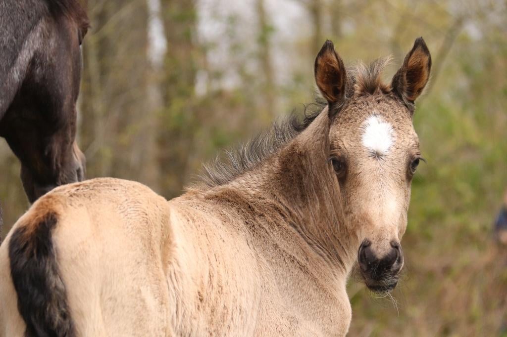 Apart veulen, Animaux & Accessoires, Chevaux, Jument, Non dressé, 160 à 165 cm, 0 à 2 ans, Cheval de saut, Avec puce électronique