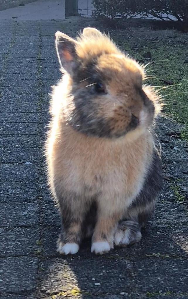 Dwergkonijnen zoeken tuin, Dieren en Toebehoren, Konijnen