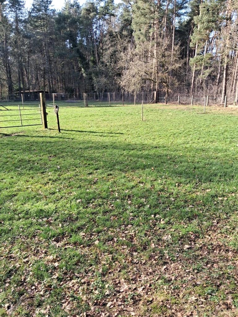 Weide met schuilstal ligt in bosrijke omgeving aan ruiterpad, Dieren en Toebehoren, Stalling en Weidegang