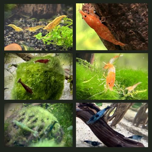 Neocaridina garnalen Topkwaliteit!, Dieren en Toebehoren, Vissen | Aquariumvissen, Kreeft, Krab of Garnaal