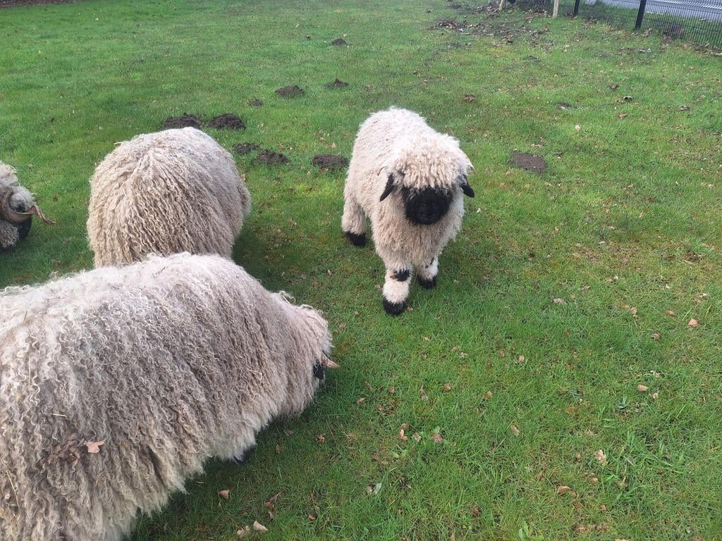 Mouton à nez noir et nasse noire du Valais