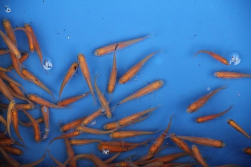 Ik zoek goudelrits vijvervisjes., Dieren en Toebehoren, Vissen | Vijvervissen