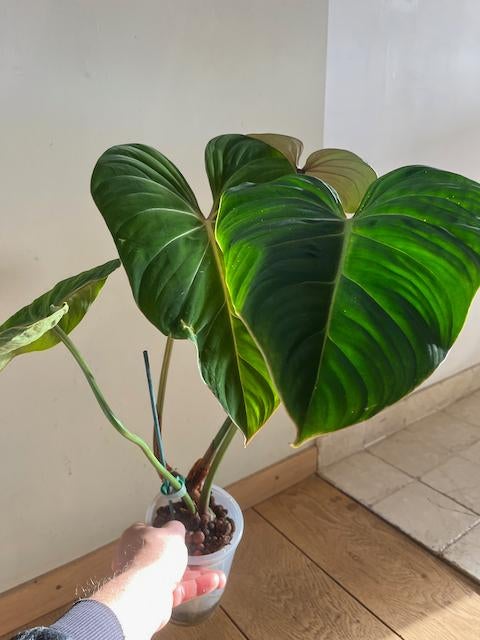 Philodendron Gloriosum, Huis en Inrichting, Kamerplanten, Ophalen, Overige soorten, Minder dan 100 cm