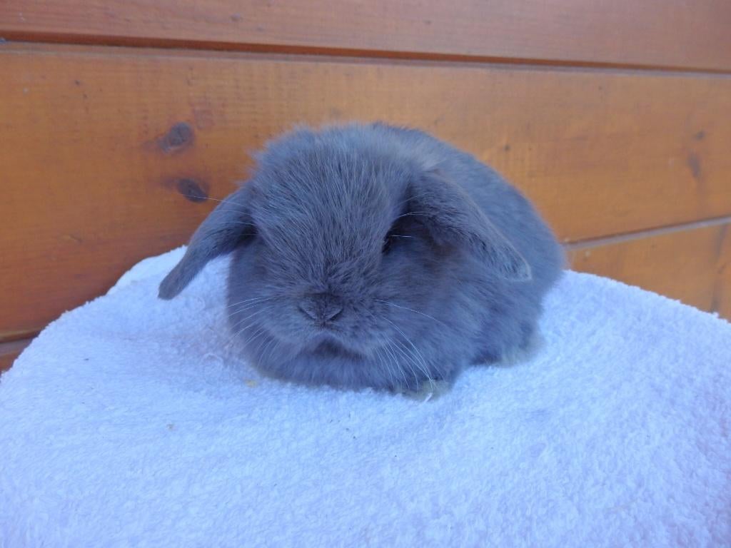 minilop, voedstertjes., Dieren en Toebehoren, Konijnen, Vrouwelijk, Dwerg, Hangoor, 0 tot 2 jaar