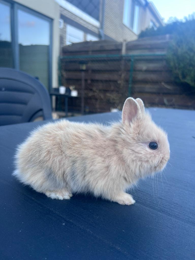 Konijn Dwergkonijn, Mâle