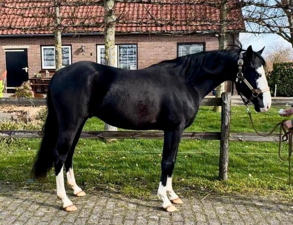 Gave AQHA hengst, Dieren en Toebehoren, Hengst, Zadelmak
