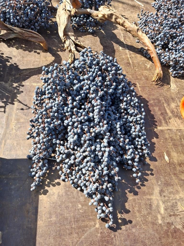 Palmboom zaad, Tuin en Terras, Ophalen, Zaad