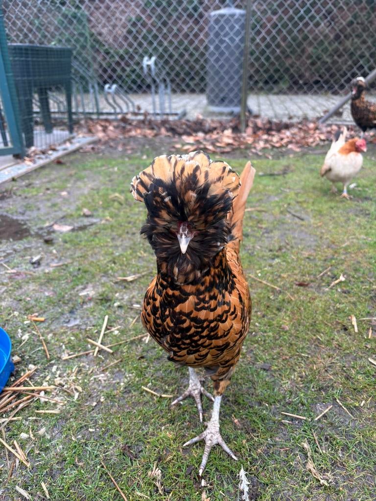 Broedeieren Padua kriel ( GRATIS VERZENDING), Poule ou poulet