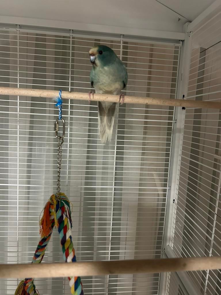 Kakariki pop, Dieren en Toebehoren, Geringd