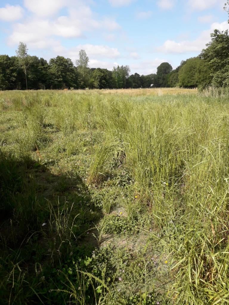 location prairie pour chevaux, Dieren en Toebehoren, Stalling en Weidegang, Weidegang, 4 paarden of pony's of meer