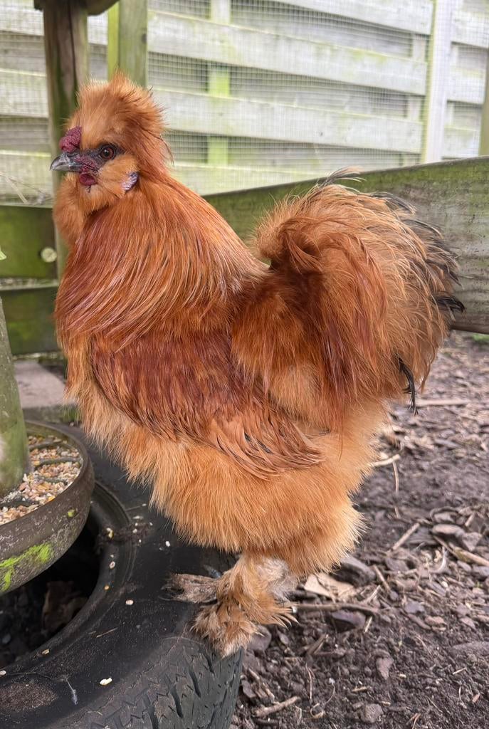 Zijdehoen buff haantje, Dieren en Toebehoren, Mannelijk, Kip