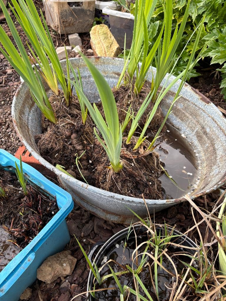 Gele lis, Tuin en Terras, Ophalen, Vaste plant, Vijverplanten, Volle zon