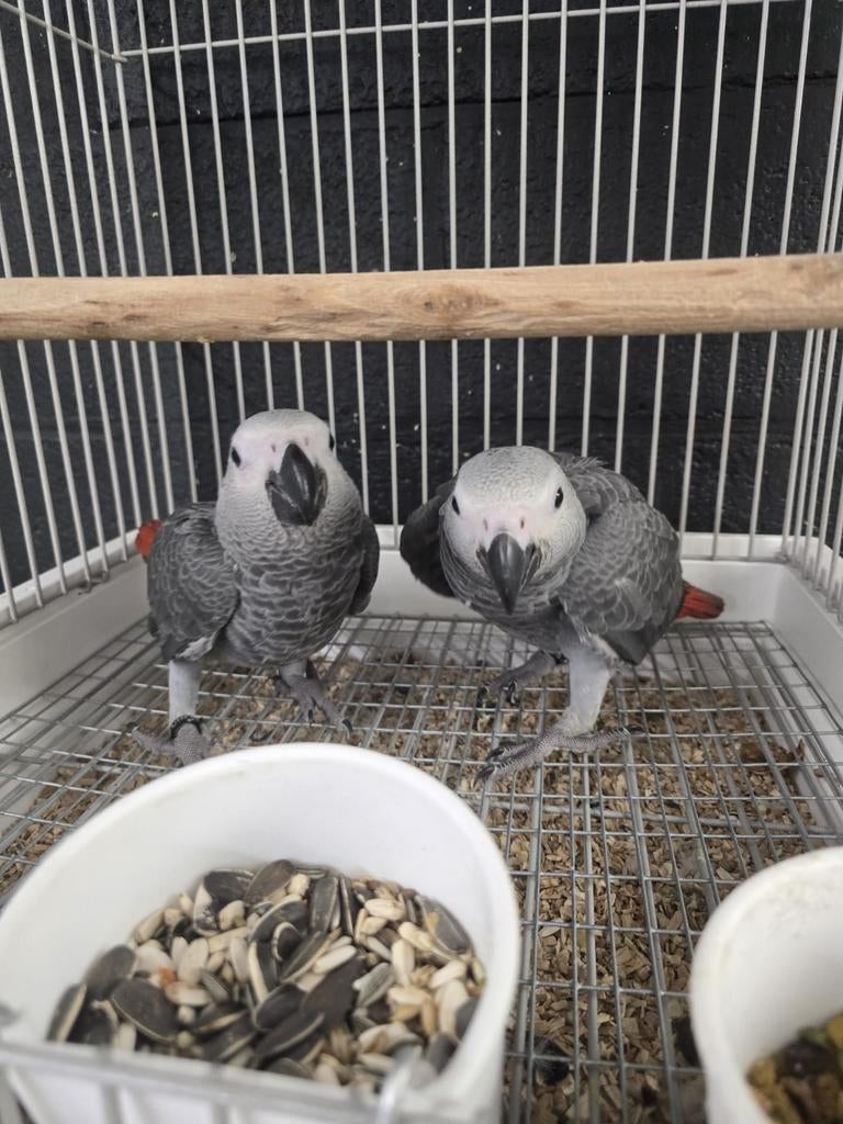 Jonge baby grijze roodstaart papegaaien, Dieren en Toebehoren, Vogels | Parkieten en Papegaaien, Papegaai, Meerdere dieren, Tam