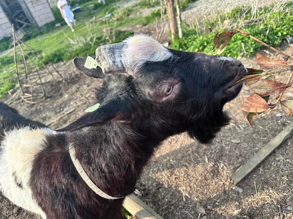 Bok melkgeiten ras, Dieren en Toebehoren