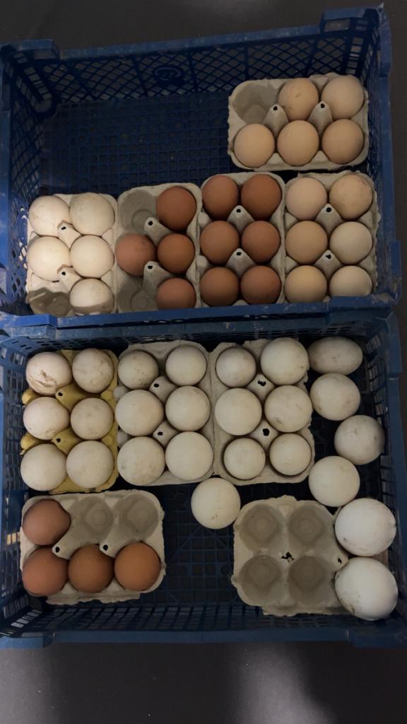 Oeuf feconde de plusieurs race pure, Animaux & Accessoires, Enlèvement